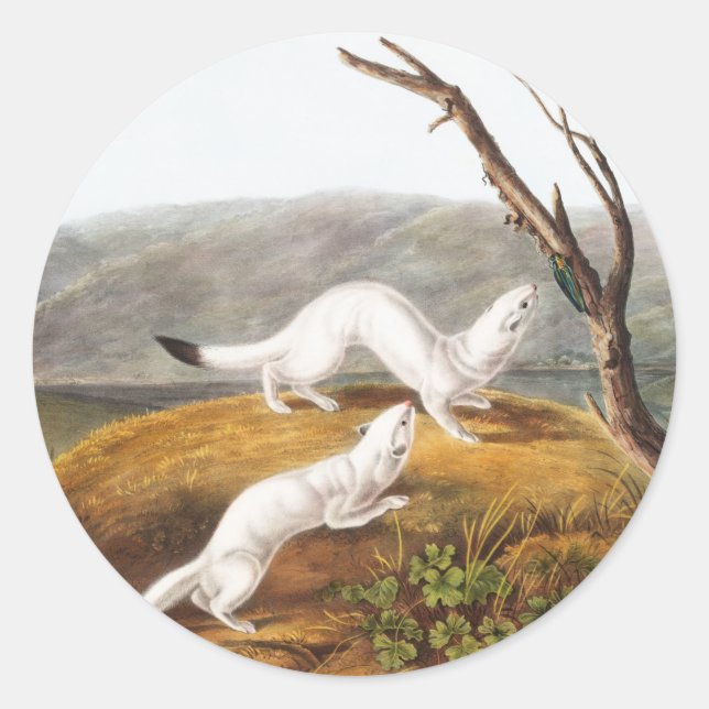 Little Nimble Weasel Putorius agilis Illustration Runder Aufkleber (Vorderseite)