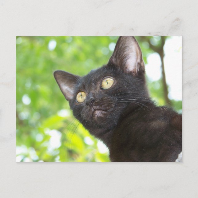 Little Nitt sucht Postkarte (Vorderseite)