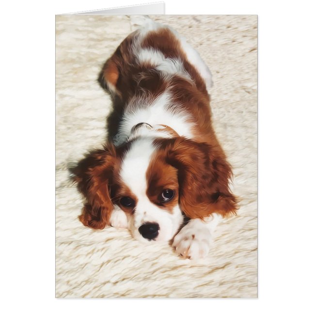 Little One Cavalier King Charles Spaniel (Vorne)