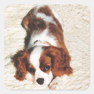 Little One Cavalier King Charles Spaniel Aufkleber