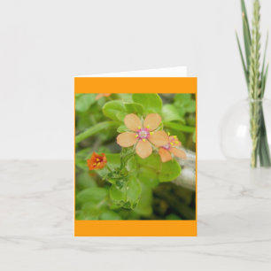 Little Orange Wildblume Scarlet Pimpernel Feiertagskarte