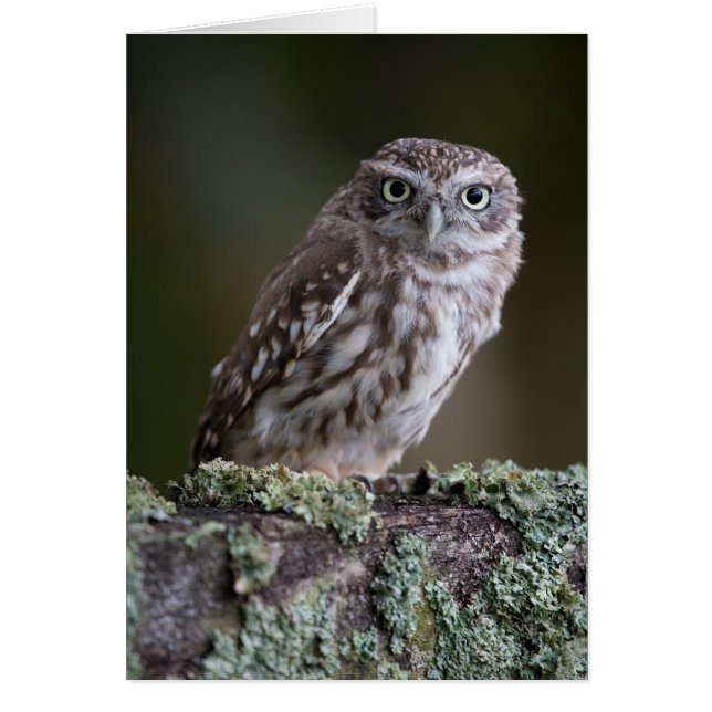 Little Owl (Vorne)