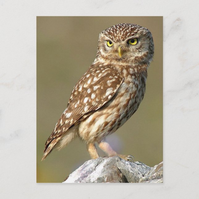 Little Owl (Athene noctua) Postkarte (Vorderseite)