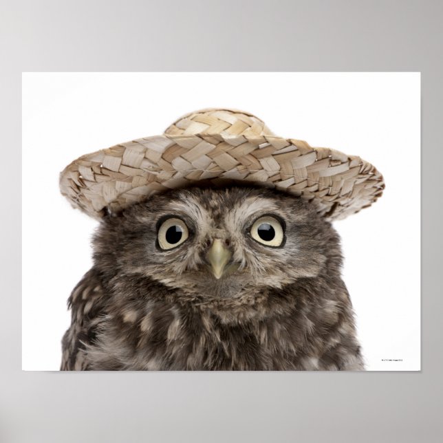Little Owl mit einem Strohhut - Athene noctua Poster (Vorne)