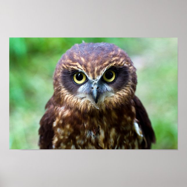 Little Owl Poster (Vorne)