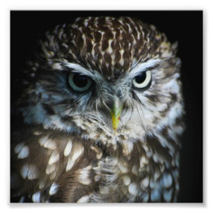 Little Owl Print Fotodruck