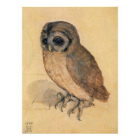 Little Owl von Albrecht Durer