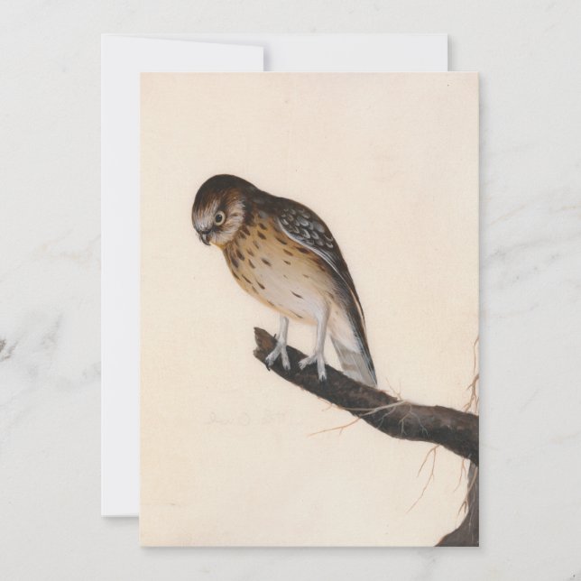 Little Owl | William Lewin (Vorderseite)