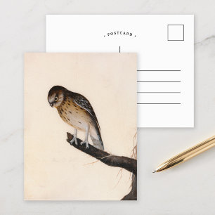 Little Owl   William Lewin Postkarte