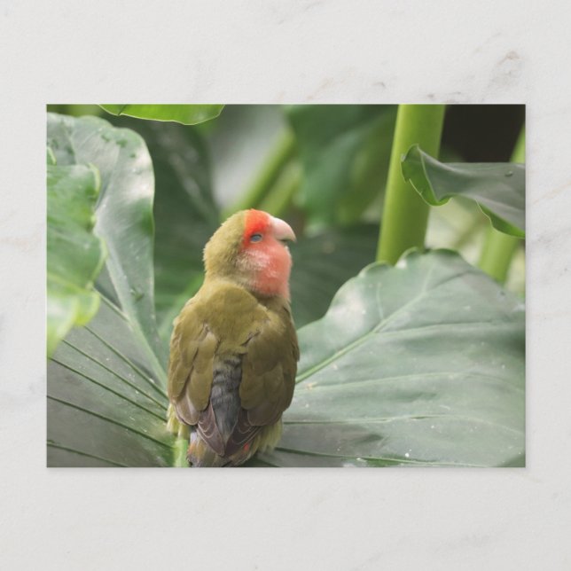 Little Parrot Postkarte (Vorderseite)