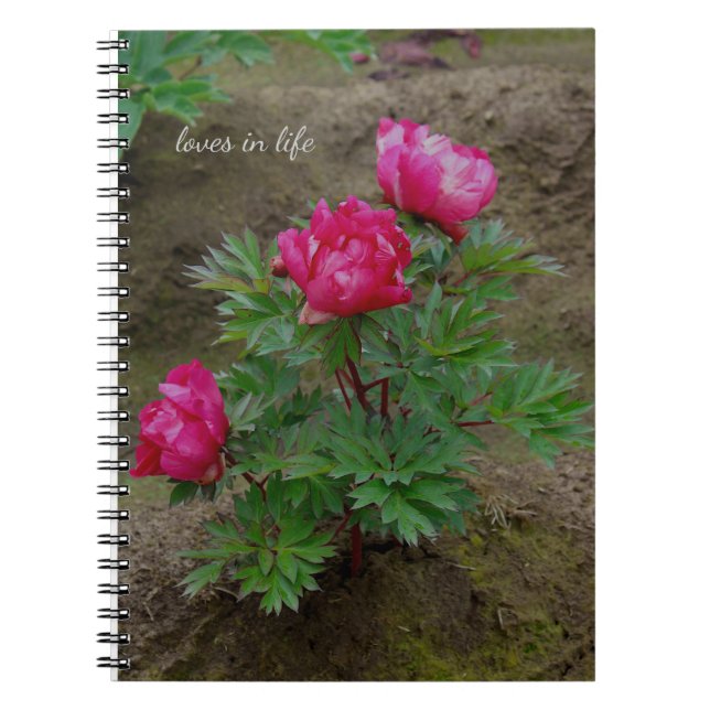 Little Peony Bush Notizblock (Vorderseite)
