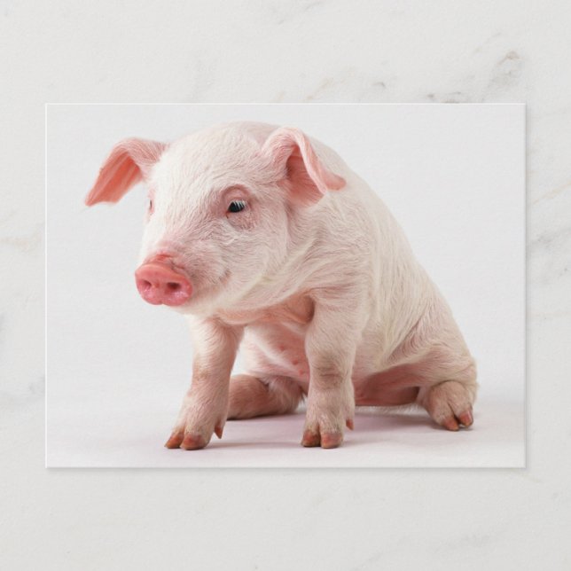 Little Pig Postkarte (Vorderseite)