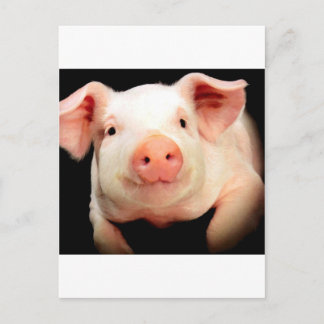 Little Piggy Postkarte