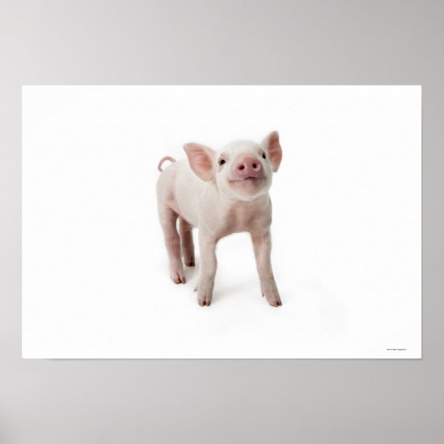 Little Piglet Poster (Vorne)