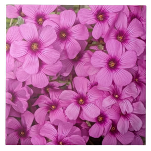 Little Pink Oxalis Blume Floral Fliese