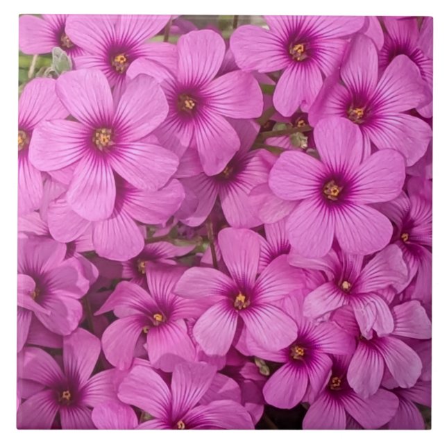 Little Pink Oxalis Blume Floral Fliese (Vorderseite)