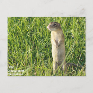 Little Prairie Creatures Postkarte