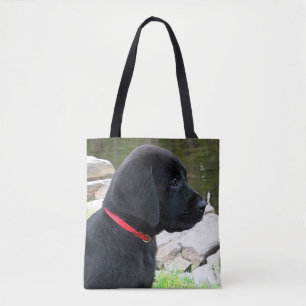 Little Red Collar - Black Lab Puppy - Labrador