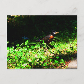 Little Robin Postcard Postkarte