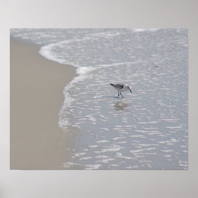 Little Sand Piper Poster (Vorne)