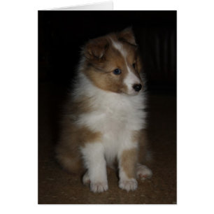 "Little Sarge" Shetland Sheepdog Welpe