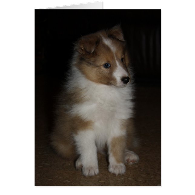 "Little Sarge" Shetland Sheepdog Welpe (Vorne)
