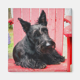Little Scottie in einem großen roten Stuhl Magnet