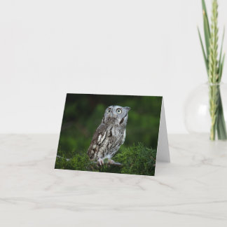 Little Screech Owl Note Karte