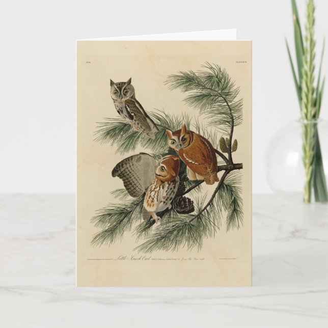 Little Screech Owl von Audubons Vögeln in Amerika Karte (Vorderseite)