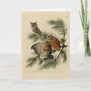 Little Screech Owl von Audubons Vögeln in Amerika Karte