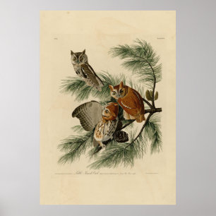 Little Screech Owl von Audubons Vögeln in Amerika Poster