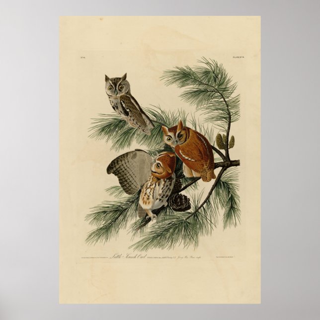 Little Screech Owl von Audubons Vögeln in Amerika Poster (Vorne)