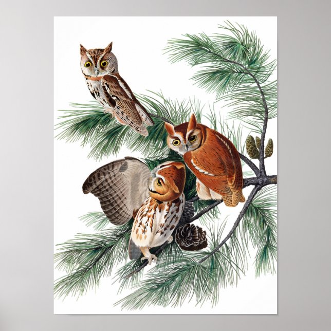 Little Screech Owl von John James Audubon Poster (Vorne)