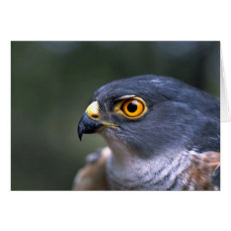 Little Sparrowhawk