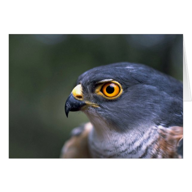 Little Sparrowhawk (Vorderseite (Horizontal))