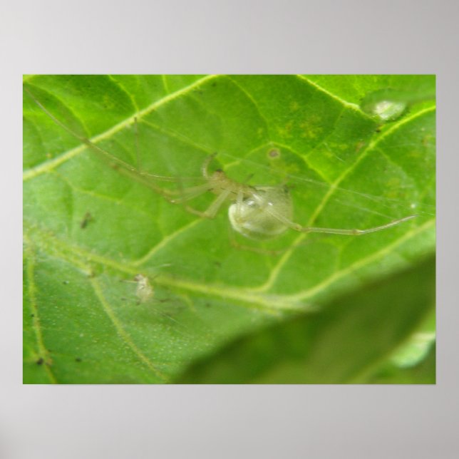 Little Spider Print Poster (Vorne)