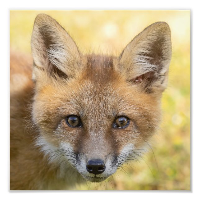 Little Süsse Fox Portrait Fotodruck (Vorne)