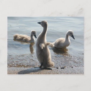 Little Swans Postcard Postkarte