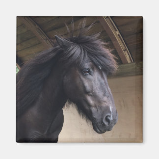 Little Viking Horse Head Magnet