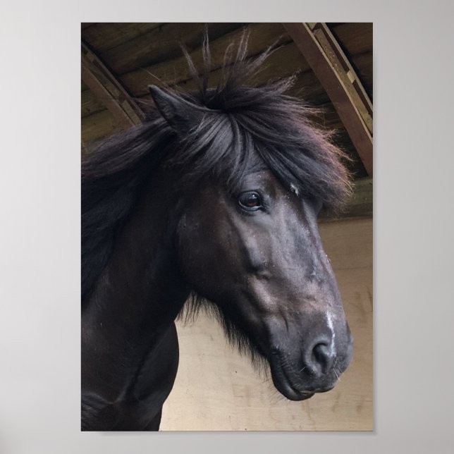 Little Viking Horse - Noble Head Poster (Vorne)