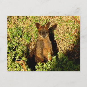 Little Wallaby Postkarte