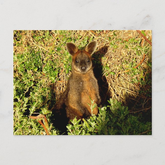 Little Wallaby Postkarte (Vorderseite)