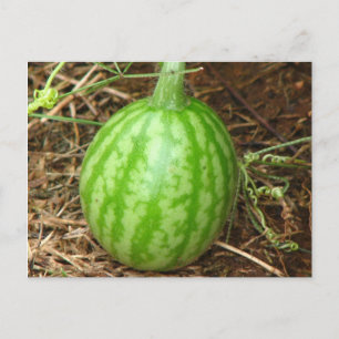 Little Watermelon Postkarte