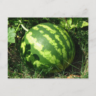 Little Watermelon Postkarte