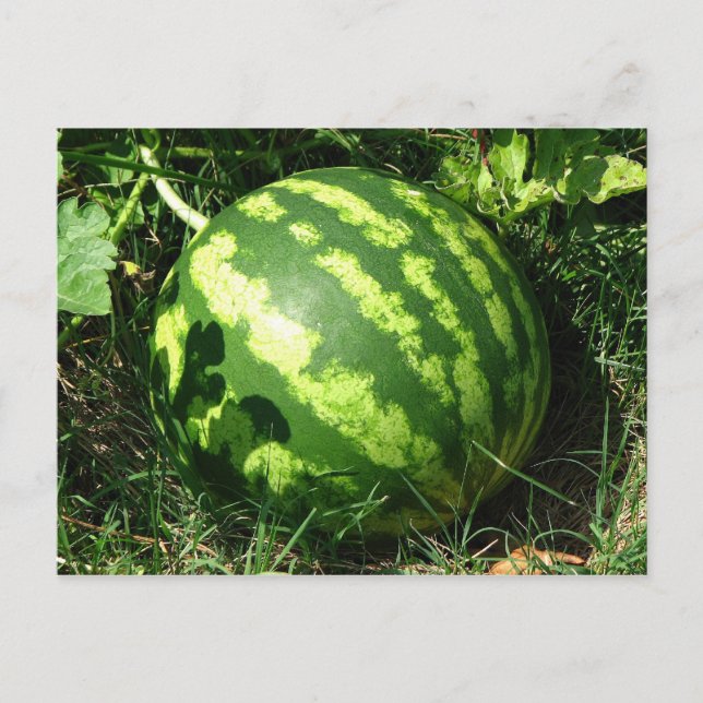 Little Watermelon Postkarte (Vorderseite)