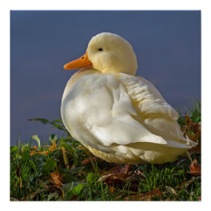 Little White Duck Poster