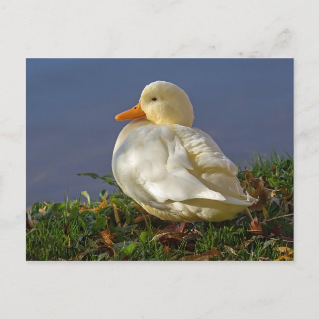 Little White Duck Postkarte (Vorderseite)