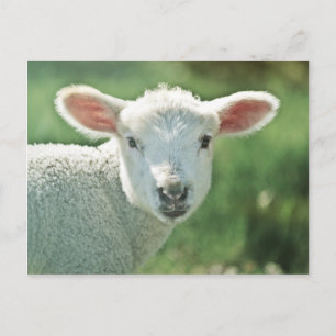 Little White Lamb Postkarte