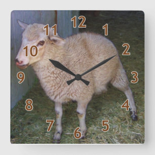 Little White Lamb Quadratische Wanduhr