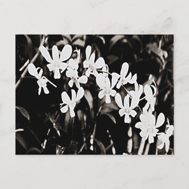 Little White Orchids Postkarte (Vorderseite)